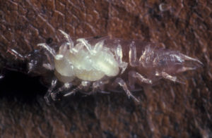 Taxon: Trichoniscus sp. Autor: Axel Steiner Beschreibung: Lebend von unten, Weibchen mit Jungasseln